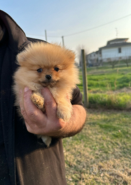 Volpini di pomerania