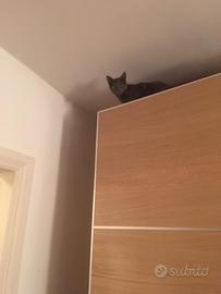 Pannelli ante scorrevoli armadio Ikea