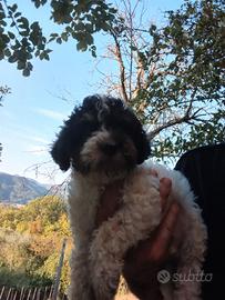 Lagotto romagnolo 