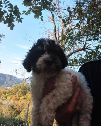 Lagotto romagnolo 