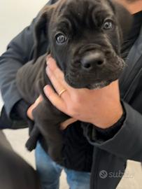 Cuccioli cane corso
