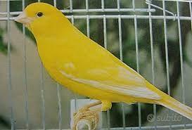 Canarini gialli pluripremiati