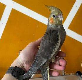 Calopsite allevate a mano cinnamon