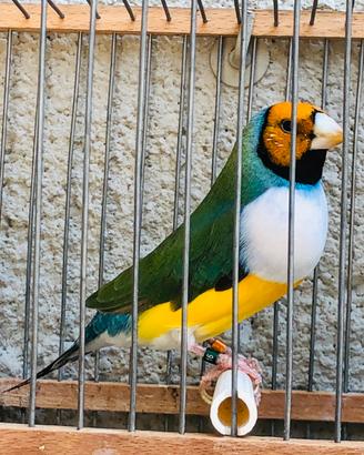 Diamanti di gould
