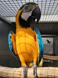 Pappagalli coppie e singoli varie specie ADULTI