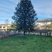 Pianta Araucaria  di 30 anni--da Asportare-
