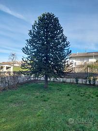 Pianta Araucaria  di 30 anni--da Asportare-