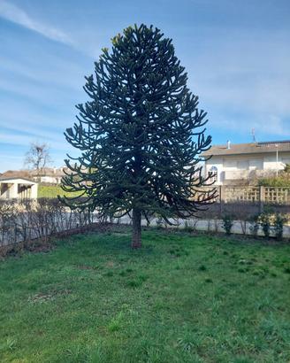 Pianta Araucaria  di 30 anni--da Asportare-
