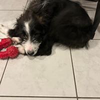 Incrocio border collie
