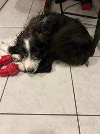 Incrocio border collie