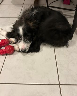 Incrocio border collie