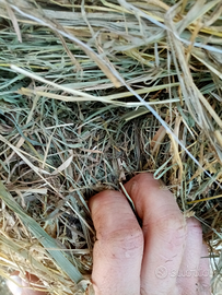 Rotoballe di fieno verde