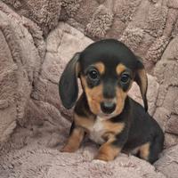 Cucciola bassotto pelo corto