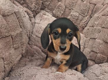 Cucciola bassotto pelo corto