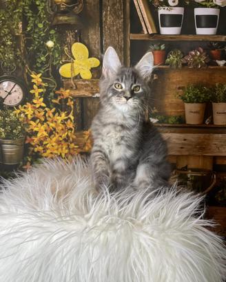Maine Coon