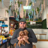 Barboncino mini toy red 3F 2M anche a rate