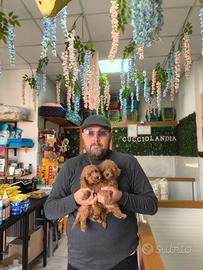 Barboncino mini toy red 3F 2M anche a rate