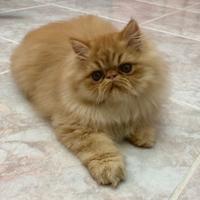 Cucciolo gattino Persino
