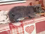 Immagine 3