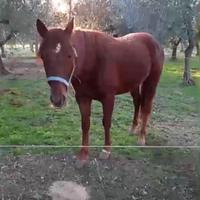 Cavallo stallone quarter