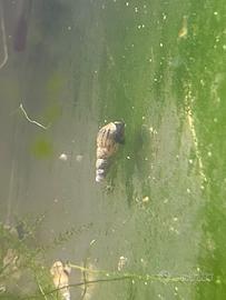 Lumache acqutiche