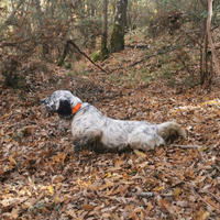 Setter specialista beccacce