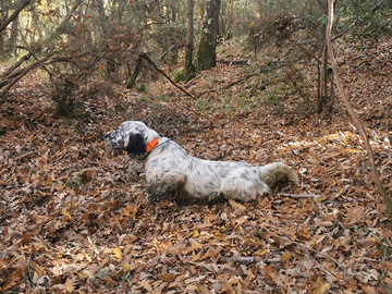 Setter specialista beccacce