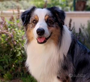 Pastore Australiano Maschio disponibile per monta