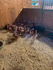 Galline ovaiole