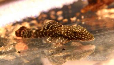 Ancistrus