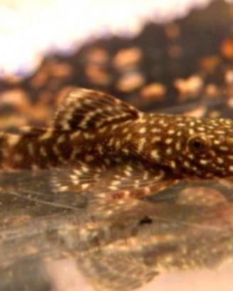 Ancistrus