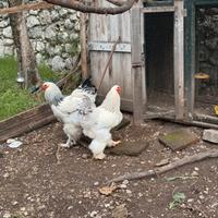 Galli brahma allevati in purezza