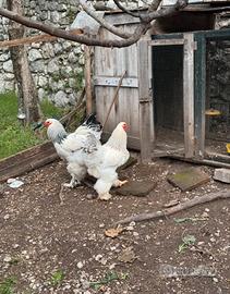 Galli brahma allevati in purezza