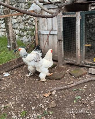 Galli brahma allevati in purezza