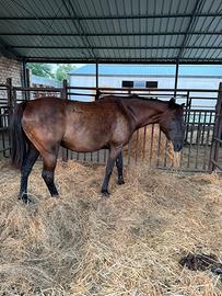 Cavallo castrone