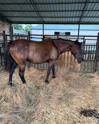 Cavallo castrone