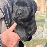 Labrador Cuccioli