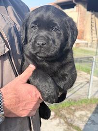 Labrador Cuccioli