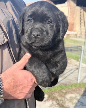 Labrador Cuccioli