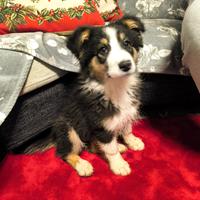 Cucciola femmina tricolor pastore australiano