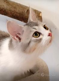 Gattini Siberiano Femmina