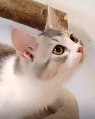 Gattini Siberiano Femmina