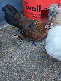 Galline nane