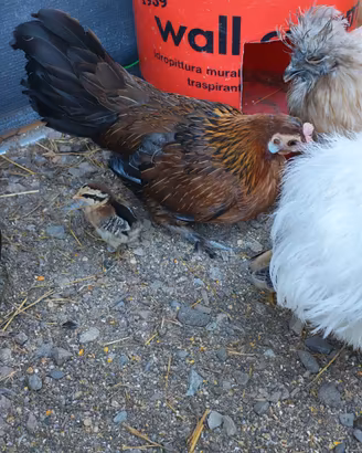 Galline nane
