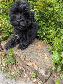 Maltipoo