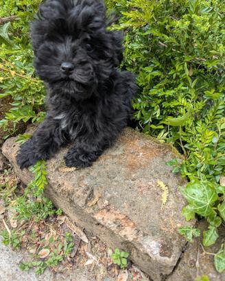 Maltipoo