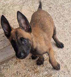 Pastore belga malinois