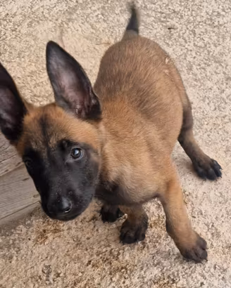 Pastore belga malinois