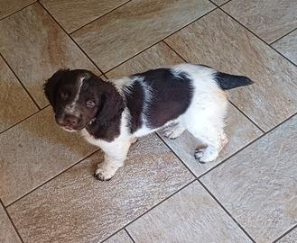 Cuccioli Springer Spaniel Inglese