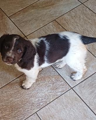Cuccioli Springer Spaniel Inglese